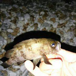 ゴロタ浜のメバル