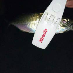 メバルからアジへ