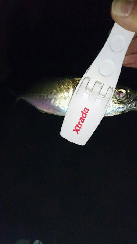 メバルからアジへ