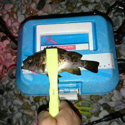 数は、釣れます