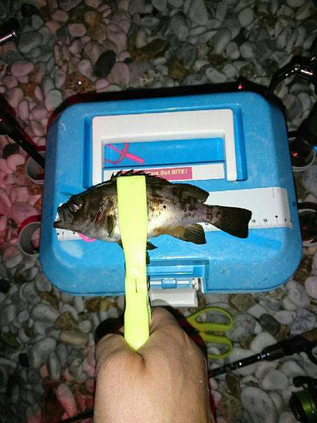 数は、釣れます