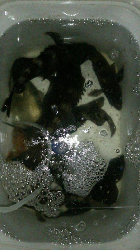 春のメバル祭り開催！