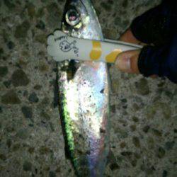 久しぶりに淡路島