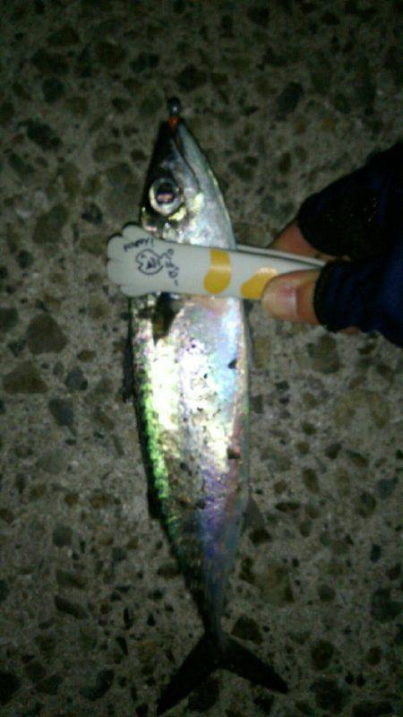 久しぶりに淡路島