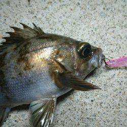 須磨海岸メバリング