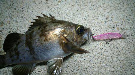 須磨海岸メバリング