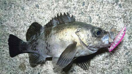 月が出るまでが勝負でした。