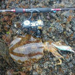 ナイト〜朝マズメエギング