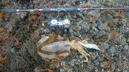 ナイト〜朝マズメエギング