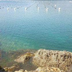 春らしいエギング