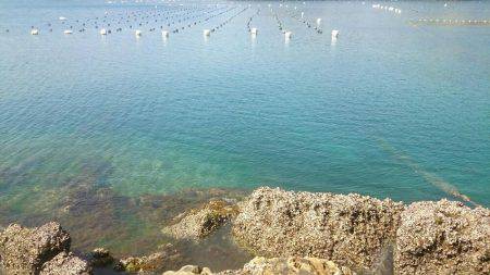 春らしいエギング