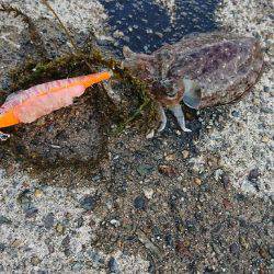 メンバー自作のササミパワー