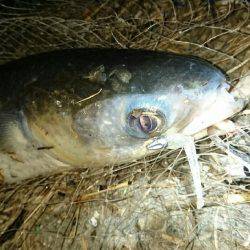 シーバス狙いが…