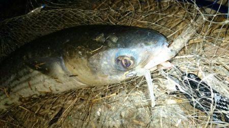 シーバス狙いが…