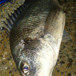 連夜のキビレゲーム