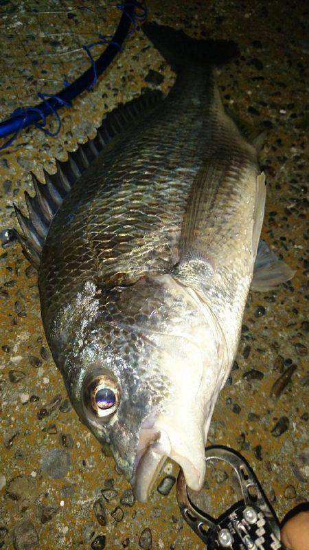 連夜のキビレゲーム