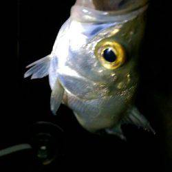 9時過ぎにバチパターン