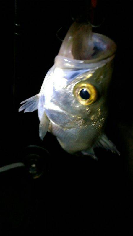 9時過ぎにバチパターン