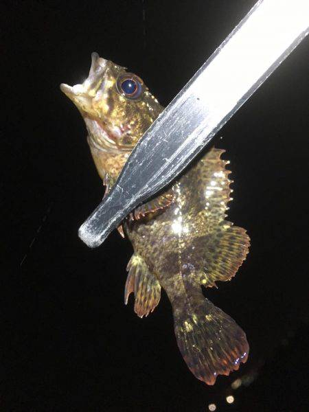 長いのよりも短いの。