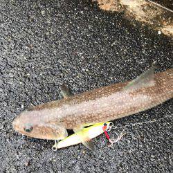 サゴシの勝ち…