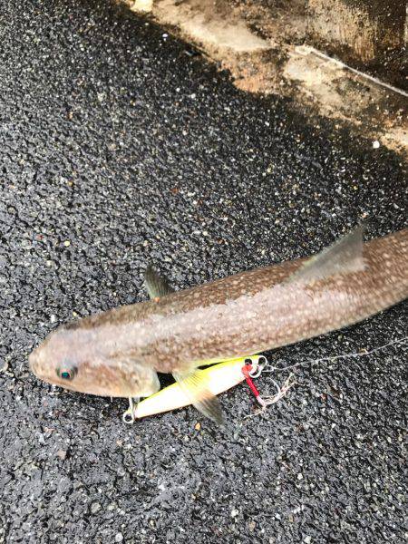 サゴシの勝ち…