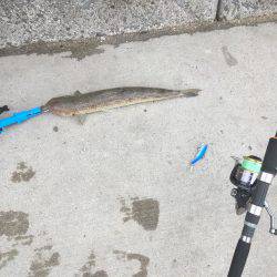 初めての青岸で