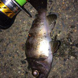 メバル プラグとフロート