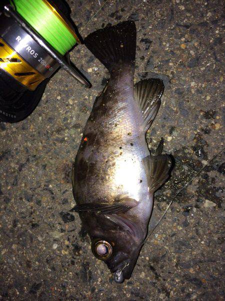 メバル プラグとフロート