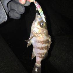 アイナメングからのメバリング