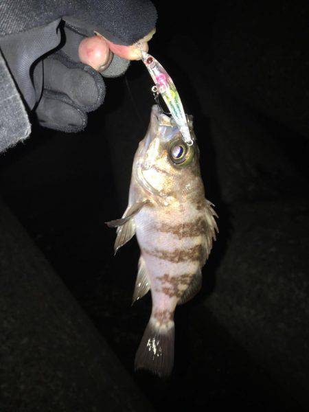 アイナメングからのメバリング