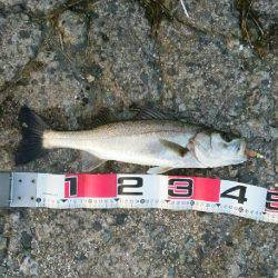 スズキ狙い、投げ釣りチャレンジ