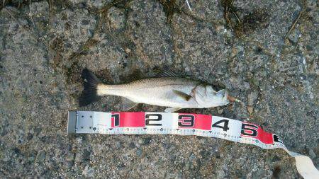 スズキ狙い、投げ釣りチャレンジ