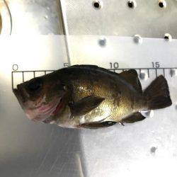 朝まずめが勝負時か?