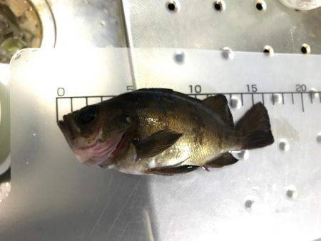 朝まずめが勝負時か?