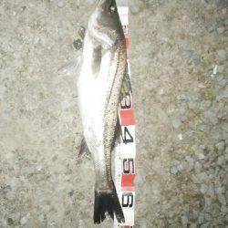 投げ釣り、スズキチャレンジの続き