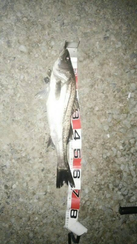 投げ釣り、スズキチャレンジの続き