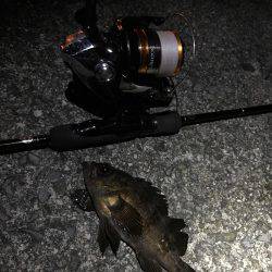 強風メバリング