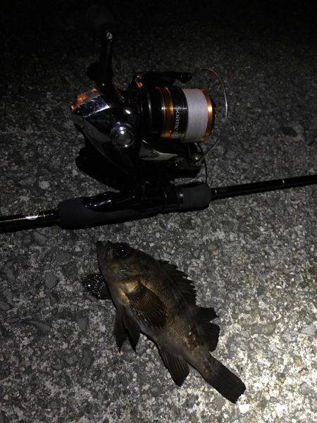 強風メバリング