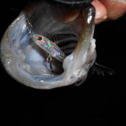 プラッキングで!