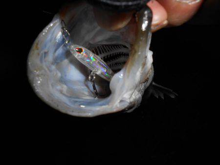 プラッキングで!