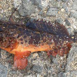 もっと大きいのがいいなーー