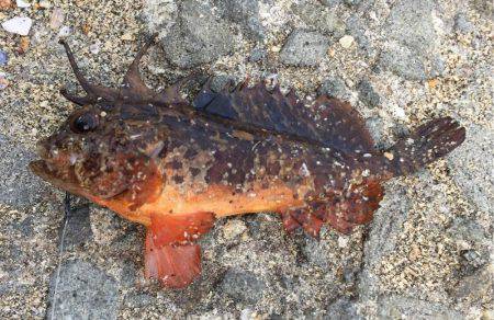 もっと大きいのがいいなーー