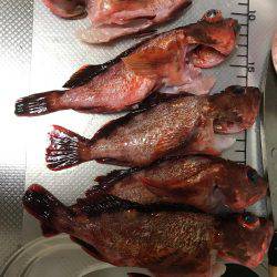 ガシラ  小潮  昼便