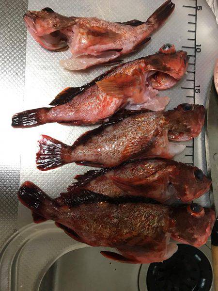 ガシラ  小潮  昼便