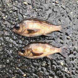 ナイトガシリング&朝まずめメバリング