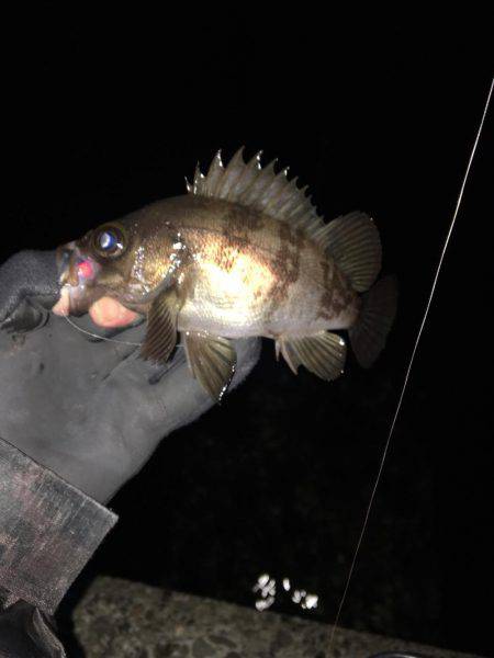 強風メバリング