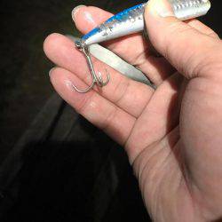 久々のシーバス