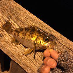 リベンジ成功!!