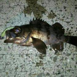 大阪南をランガン