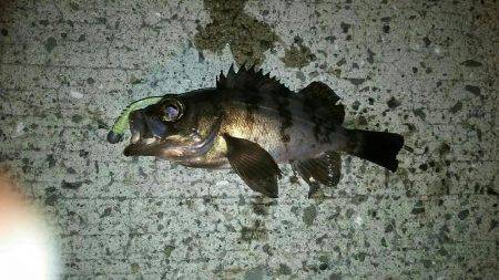 大阪南をランガン